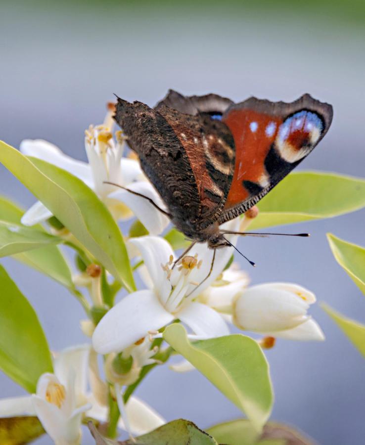 Birgits Lodge Rheinbach Bagian luar foto